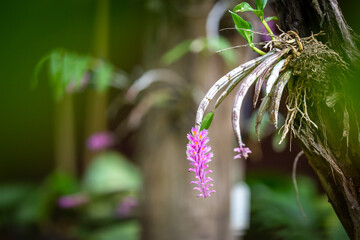 Close-up Dendrobium Secundum Purple pink orchid flower and text box, natural background.