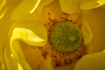 Macro Anemone Flower in the Garden