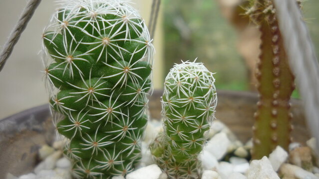 cactaceas