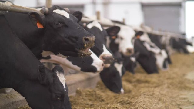 Slow motion video. Feeding cows with hay on a dairy farm