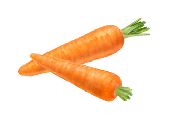 野菜　にんじんの手描きイラスト