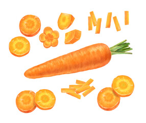 野菜　にんじん  カットしたニンジンの手描きイラスト
