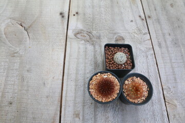 Mammillaria cactus in pot ,Cactus small in pot on the wooden table.