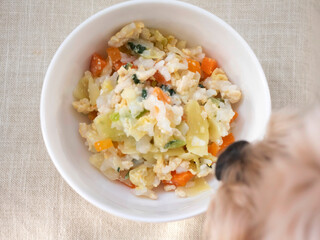 白いドッグボウルに入ったごはんを食べる可愛い小型犬