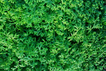 Spike Moss leaves green for grown as a garden plant,and Plant by the water in garden.
