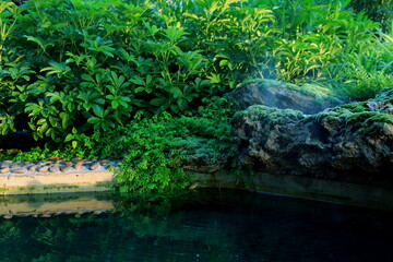 Spike Moss leaves green for grown as a garden plant,and Plant by the water in garden.