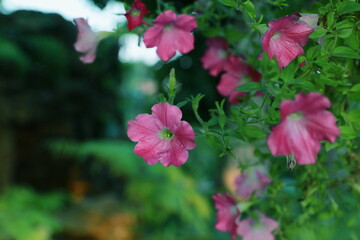 Obraz premium Catharanthus roseus in the garden , Catharanthus roseus growth near water.