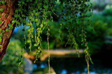 Dischidia Nummularia Variegata in the garden , and green background.