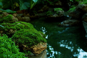  Selective focus green moss for background texture beautiful in garden.