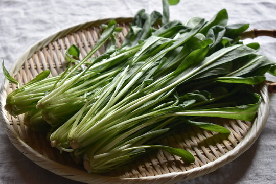 Mibuna, Brassica rapa var. laciniifolia subvar. Oblanceolata