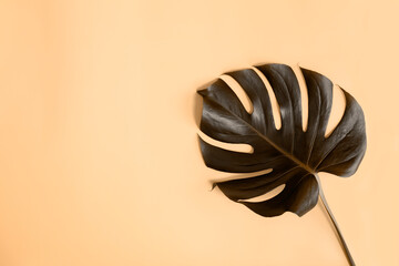 Flat lay with Monstera palm leaf inverted colors effect, black and beige
