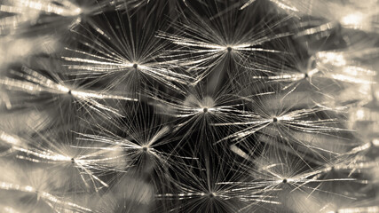 Abstract natural background - macro photo of a dandelion head