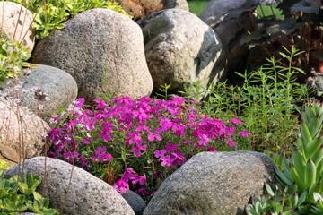 Various perennial plants in a small rockery in a summer garden © Галина Сандалова