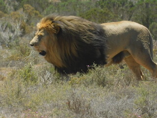 african lion panthera leo