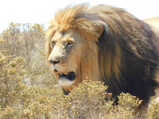 Naklejka na ściany i meble male lion in the wild