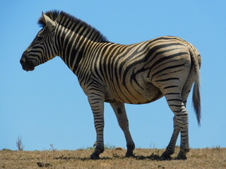 zebra in the wild