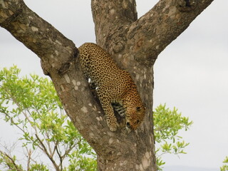 leopard in tree