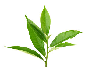 Obraz premium Green tea leaf isolated on white background