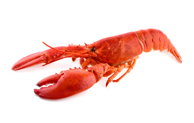 Lobster isolated on white background