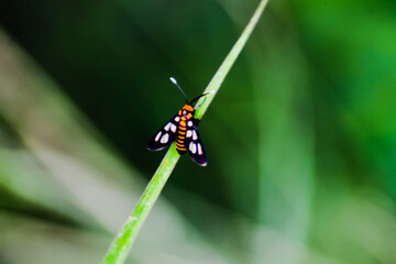 butterfly on a leaf