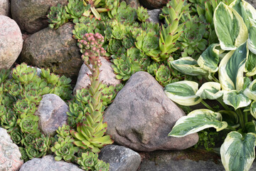 Blooming evergreen groundcover plant Sempervivum known as Houseleek in rockery
