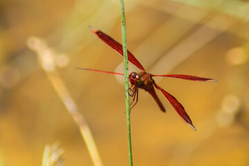 red dragonfly on a leaf