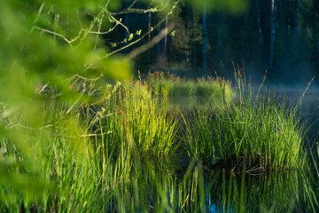 Beautiful green grass growing in the flooded wetlands during spring. Grass reflections on the water surface. Springtime scenery of wetlands in Northern Europe.