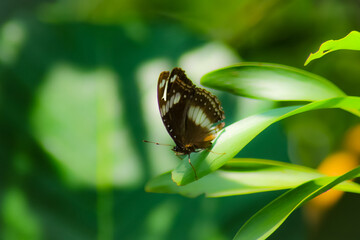 butterfly on leaf