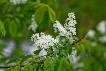 Bird Cherry Tree in Blossom. Close-up of a Flowering Prunus Avium Tree with White Little Blossoms. View of a blooming Sweet Bird-Cherry Tree in Spring
