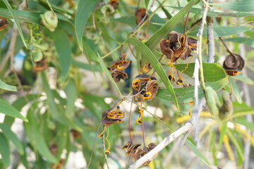 Acacia aneura seed (also called mulga, true mulga, akasia) with a natural background