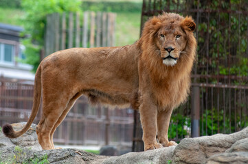 動物園のライオン