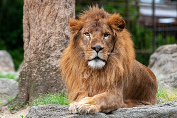 Obraz na płótnie Canvas 動物園のライオン