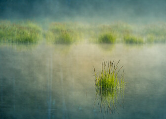 A beautiful flooded wetlands during the sunrise in spring. Fress, green grass growing in the water. Misty morning over the swamp. Springtime scenery in Northern Europe.