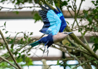 Fototapeta premium Birds
