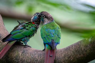 Birds