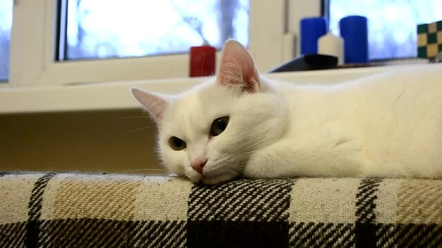 beautiful adult domestic cat proudly lies on the couch resting and watching the walker, white coat color, the concept of keeping domestic four-legged pets, veterinary medicine, animal care