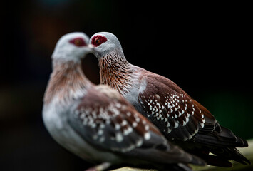 Birds
