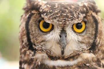 great horned owl