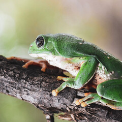 frog on leaf