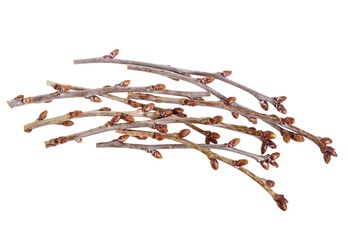 Cherry Tree Young Twigs Top View. Spring Branches with Buds. Medicnal Tea Raw Material. Also known as Sour, Tart or Dwarf Cherry (Prunus Cerasus). Isolated on White.