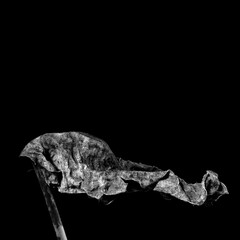 Wilted leaf with dramatic folds in monochrome