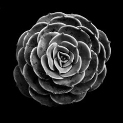 Monochrome succulent with symmetrical pattern isolated on black background