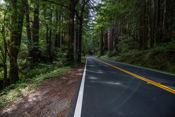 Obraz premium California Redwoods