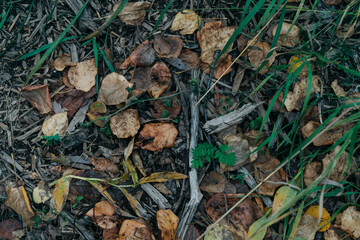 Autumn Forest Floor