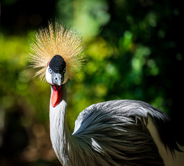 close up West African Crowned Crane with beautiful crown