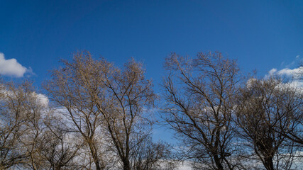 Fototapeta na wymiar Sky and Trees