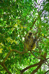 monkey in tree

