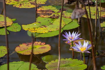 Blue lotus (Nymphaea nouchali) in a lake