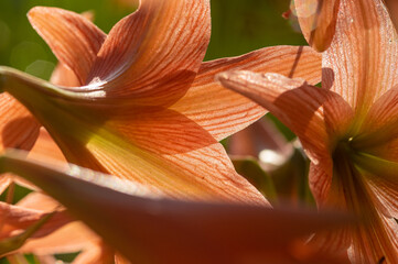 Orange Amaryllis flower (Genus of plants) close up