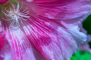Close up of hollyhock (Alcea rosea)
